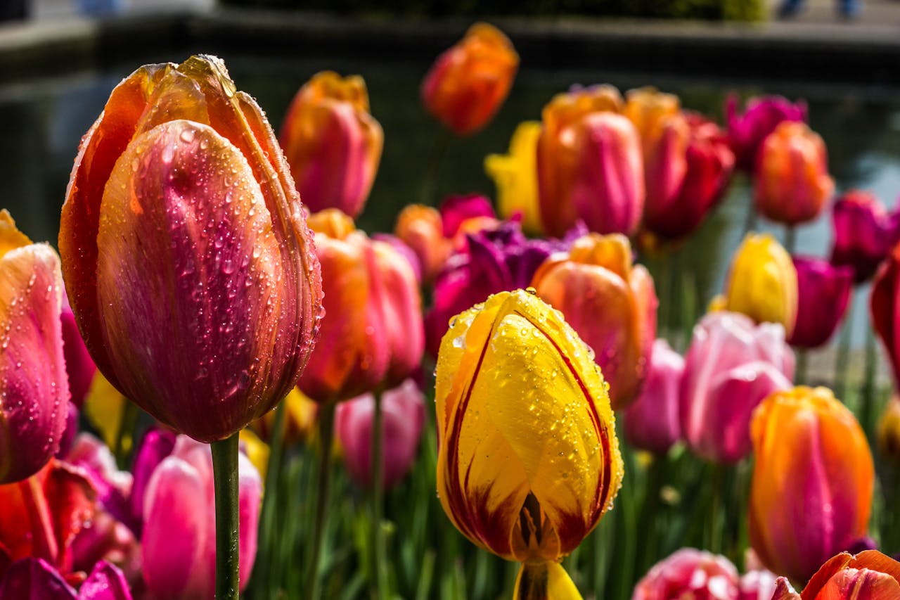 Colorful tulips with dewdrops in a spring garden, showcasing natures vibrant beauty.