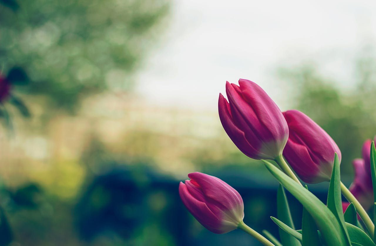 Close-up of vibrant pink tulips blooming outdoors in a lush spring garden.