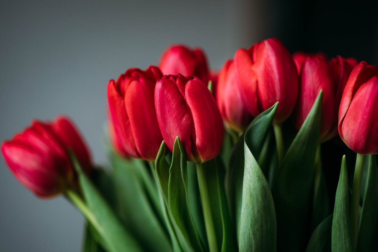 Close-up of vibrant red tulips in full bloom, showcasing their vivid colors and natural beauty.