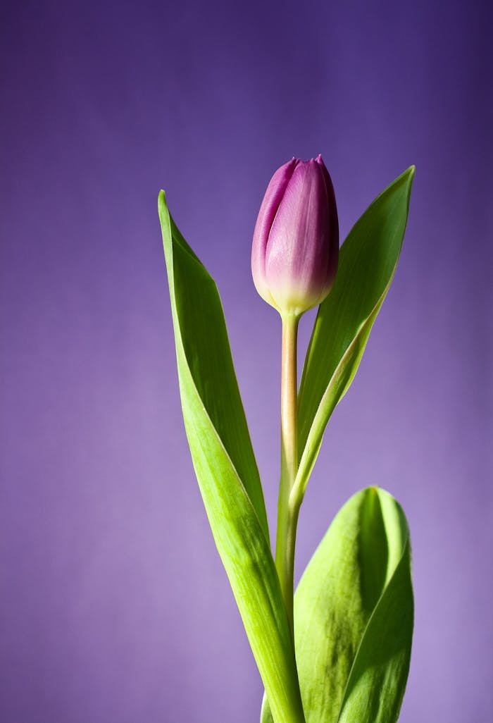 services-01 A beautiful purple tulip standing tall against a soft light purple backdrop.