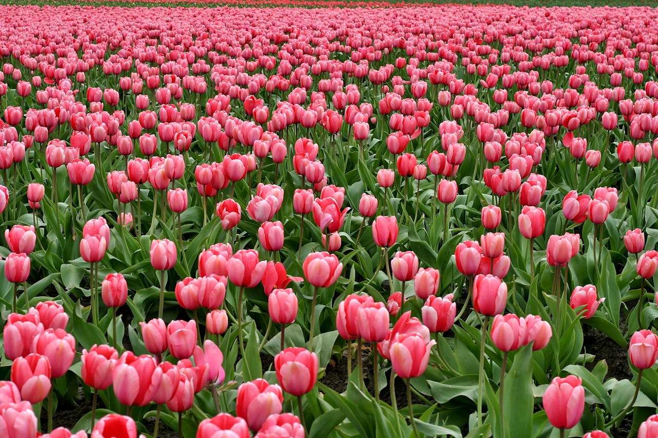 Expansive field of pink tulips blooming beautifully in springtime.