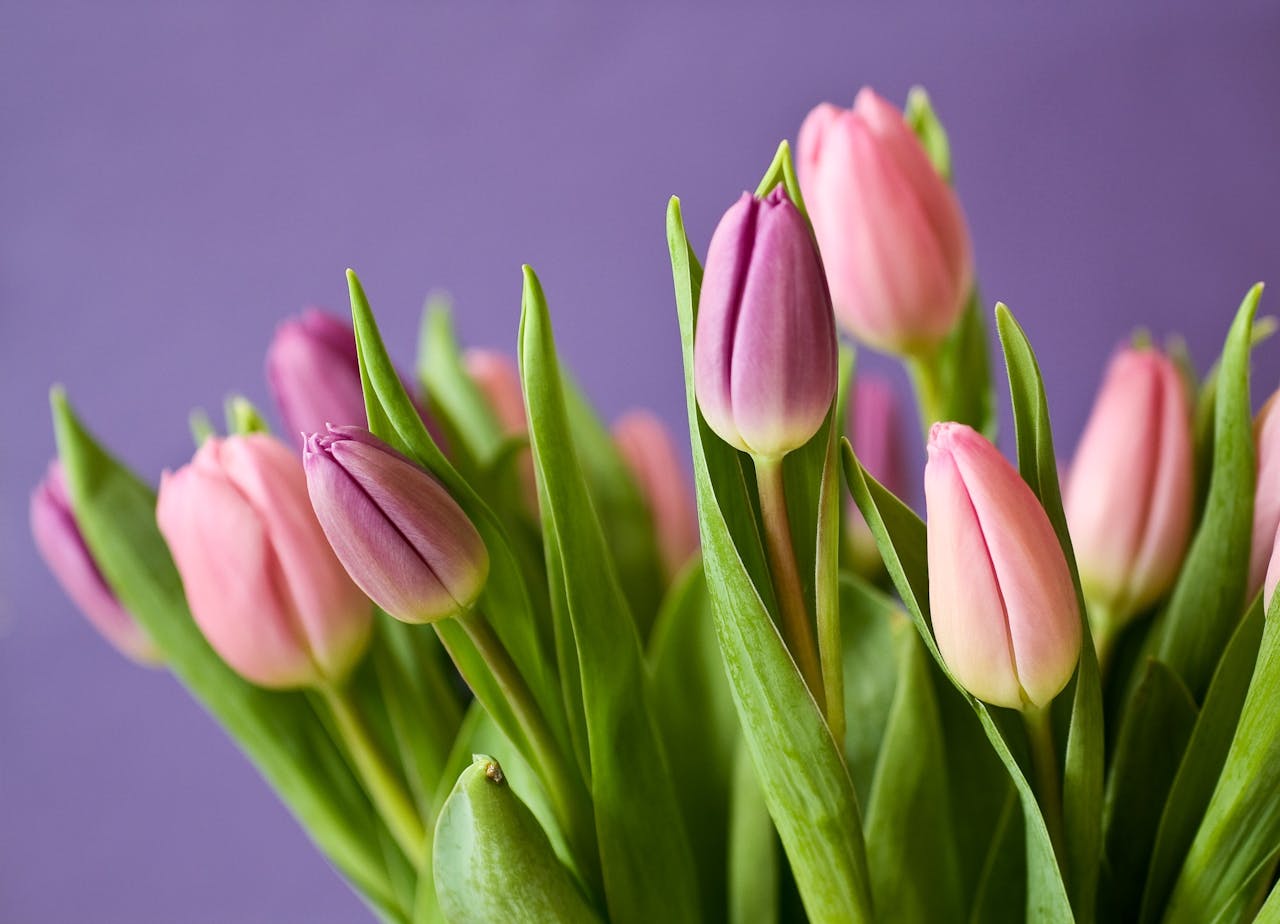 services-03 Vibrant tulips in pink and purple against a soft purple background, showcasing springs delicate beauty.