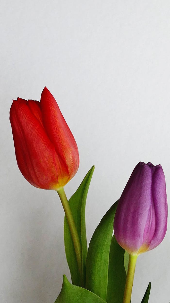 Red and purple tulips with green leaves on a white backdrop.