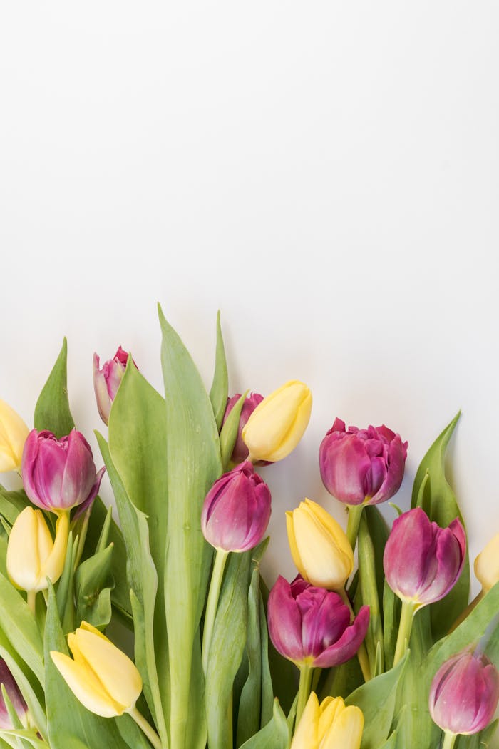 Bright pink and yellow tulips creating a vivid spring floral arrangement on a neutral background.